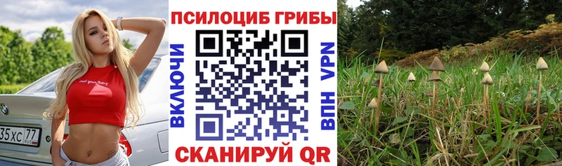 наркошоп Переславль-Залесский Псилоцибиновые грибы Psilocybe